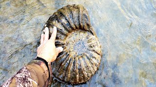 AMAZINGOnce in a Lifetime AMMONITES amp MATRIX FOUND [upl. by Levin]