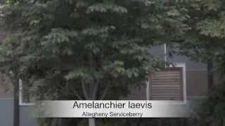 Amelanchier laevis Allegheny Serviceberry [upl. by Lekkim]