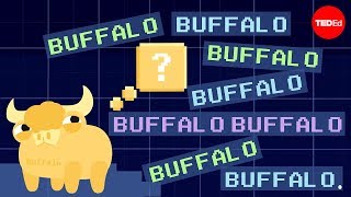 Buffalo buffalo buffalo Oneword sentences and how they work  Emma Bryce [upl. by Ashlan]