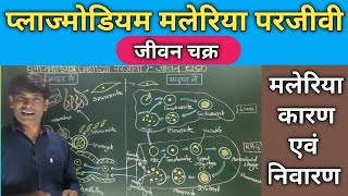 प्लाज्मोडियम का जीवन चक्र।Life cycle of Plasmodium मलेरिया रोग के कारण लक्षण एवं निवारण। [upl. by Yolane238]