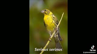 Versi e canto Verzellino  European serin song and calls  Serinus serinus animals nature [upl. by Natasha322]