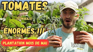 PLANTER des TOMATES  Mes CULTURES du MOMENT au POTAGER MAI 2024 [upl. by Nee]