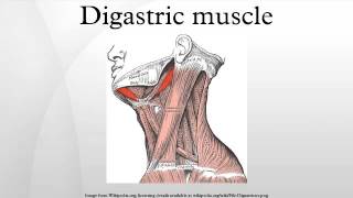 Digastric muscle [upl. by Esinet]