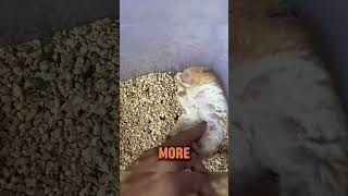 Her Hamster Gave Her A Heart Attack lovepetstv [upl. by Ennaeed]