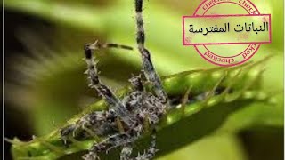 Predatory plants النباتات المفترسة [upl. by Macgregor695]