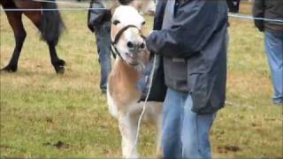 Donkeys braying [upl. by Tindall]