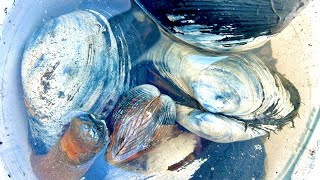 Clamming in Washington State  Catch and Cook [upl. by Alboran917]