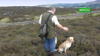 Labrador gun dog training [upl. by Julide961]