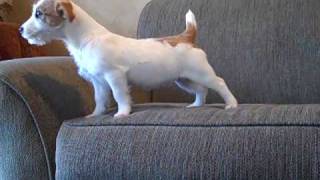 Jack Russell Terrier puppy quotHopequot [upl. by Orelie]