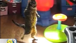 Michael Jackson  Thriller Cats version [upl. by Rachaba]