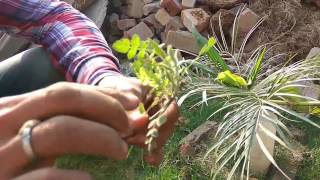 How to grow guggal from cutting  how to grow Indian bdelliumtree Commiphora wightii [upl. by Culver]