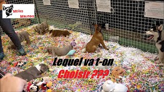 Jachète un Malinois au Salon du Chiot [upl. by Timothy]