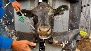 Drenching and mouthing cattle in a Silencer Hydraulic Crush [upl. by Suellen]