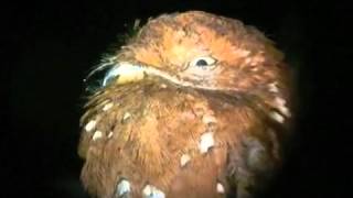 Rufous Potoo Brazil [upl. by Riek886]