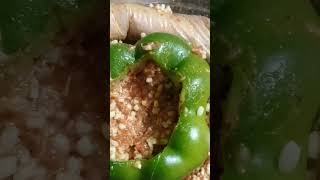 Stuffing Bell pepper rice wground beef mixed shortvideo viral food viralvideos trending [upl. by Lynch230]