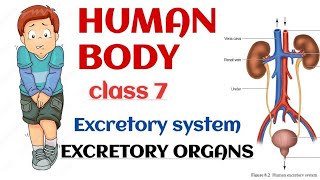 human body Excretory system part 1 class 7 Icse humanbody excretorysystem class7 Icse [upl. by Inttirb]