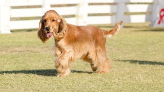 Socializing Your Cocker Spaniel A Step by Step Guide [upl. by Akiehs]