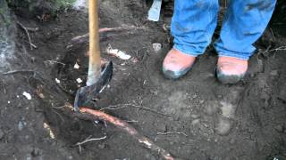 Stump Removal Holistic Approach [upl. by Kurr]