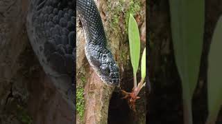 Eastern Rat Snake Pantherophis alleghaniensis [upl. by Kartis]