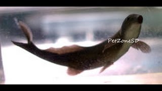 Freshwater Dolphin Fish Doing Tricks  Rarest Oddball Fish [upl. by Aniar]