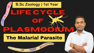 The Plasmodium Life Cycle From Mosquito To Human [upl. by Araiet]