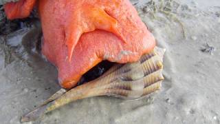 Triplofusus giganteus Florida Horse Conch [upl. by Ajan]