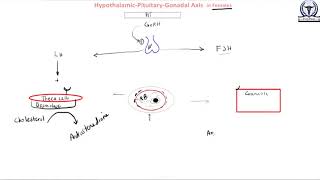 Hypothalamic Pituitary Gonadal Axis in Females [upl. by Norraj]