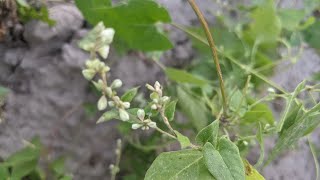 Гірчак березковидний Polygonum convolvulus або фалопія березковидна Буряни [upl. by Oiromed]