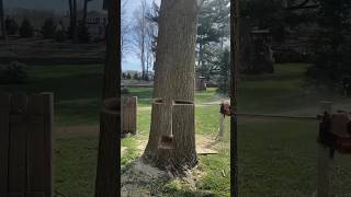 Genius Tree Felling Technique for Controlled Falls [upl. by Annohsed]