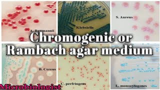 Chromogenic or Rambach agar medium culture media lecture 25 [upl. by Eatnoj]