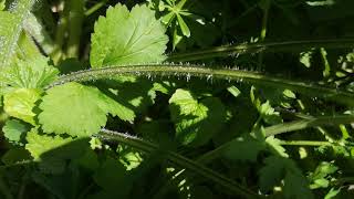 Apiaceae Identification identifying edible plants Heracleum sphondylium  Common hogweed [upl. by Litt29]