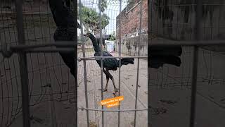 Peru cross peta birds agriculture chickenbreed kollu aseelmurga [upl. by Martinic]