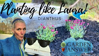 PLANTING LIKE LAURA Dianthus [upl. by Iey]