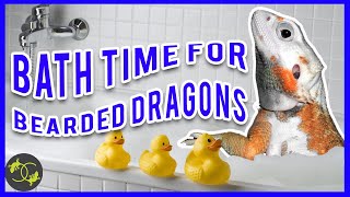 How To Bathe A Bearded Dragon  Giving Your Beardie a Bath  Cookies Critters  2020 [upl. by Neufer846]