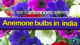 winter Anemones bulbs planting in India  कैसे भारत में anemones बल्ब लगाए [upl. by Blayne]