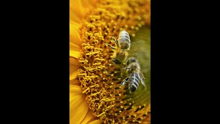 Bees making honey time lapsehoney bee queen shorts [upl. by Etteniuqna]