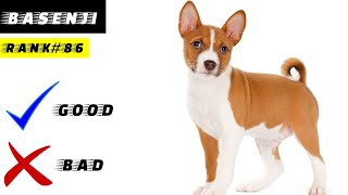 basenji HistoryProsConsAppearanceTemperament [upl. by Ahsed15]