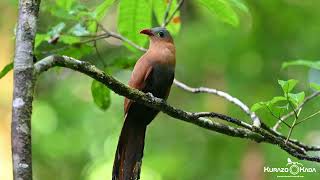 Piaya melanogasterBlackbellied CuckooChincoãdebicovermelho [upl. by Grekin]