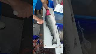 fastest salmon cutter live [upl. by Danette573]