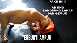 TIPS ANJING CEPAT GEMUK DAN MAKAN LAHAP [upl. by Bainbrudge333]