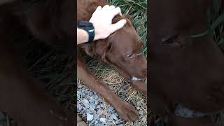 How to tell if your dog is having a seizure and what to do [upl. by Burman]