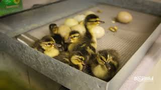 Organic Regenerative Farming at Lundberg Rice x Baby Ducks [upl. by Chem688]