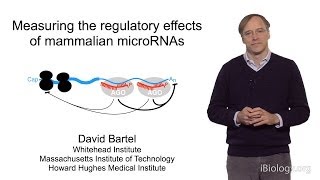 David Bartel Whitehead InstituteMITHHMI Part 2 MicroRNAs Regulation by Mammalian microRNAs [upl. by Hecklau99]