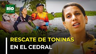 Rescate de Toninas en el Cedral 2024  Río Verde [upl. by Yalcrab]