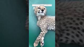 Baby cheetah rescued🥺heartwarming cheetah [upl. by Yarw766]