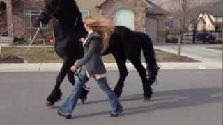 Going for a stroll with my Friesian Stallion Apollo [upl. by Wengert]