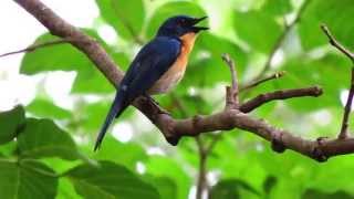 Tickells blue flycatcher call [upl. by Colvin583]