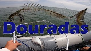 Pesca as Douradas no rio em pleno Agosto [upl. by Tripp]