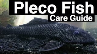 Pleco Fish Care  Plecostomus Catfish [upl. by Surovy314]