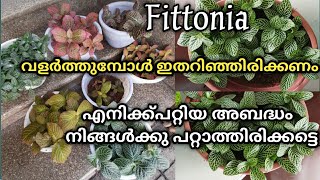 ഫിറ്റോണിയ അറിയേണ്ടതെല്ലാം fittonia plant care malayalam how to repot fittoniafertilizergardening [upl. by Aleunam9]